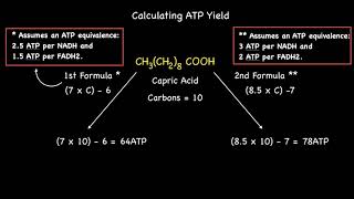 Quick Formula Calculating ATP Yield From Beta Oxidation of Even Numbered Saturated Fatty Acids [upl. by Sisenej]