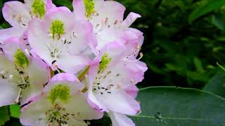 Rosebay Rhododendron Great Smoky Mountains National Park [upl. by Teplitz528]