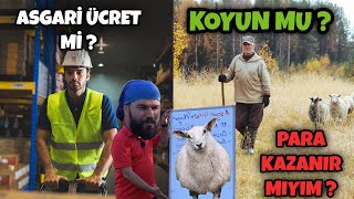 10 KOYUN ASGARİ ÜCRET EDER Mİ [upl. by Apul]