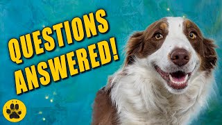 Things You Should Know about Border Collies [upl. by Elyn218]