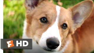 A Dogs Purpose 2017  The Right Fit Scene 910  Movieclips [upl. by Calloway]