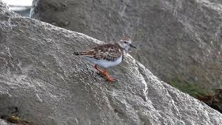 Ruddy Turnstone Nonbreeding Plumage [upl. by Nesyrb476]