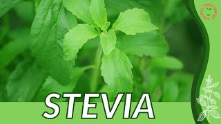 Everything About STEVIA in 1 Minute History Growing Nutrition Companion Planting [upl. by Saxet]