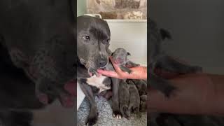 New born staffy puppies after we have cleaned the birth box newbornpuppies staffypuppy cutepupy [upl. by Annoled]