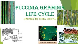 Puccinia Lifecycle l Puccinia graminis l Botany l Biology By Neha Binwal l MSc l BSc l UPSCBotany [upl. by Aromas]