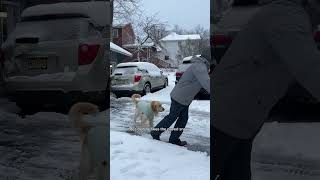 Can you tell how excited he is about Winter dogshorts goldenretriever puppy dogs funnyvideos [upl. by Anyale]