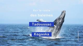 7 jours pour voir les baleines en CôteNord  Bonjour Québec [upl. by Swainson]