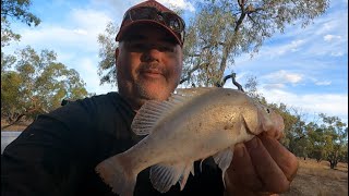 Yellowbelly Fishing the Paroo River [upl. by Averir]