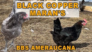 Our New Black Copper Maran Chickens amp BBS Ameraucana Chickens [upl. by Gerald]