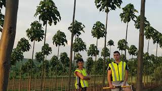 Paulownia Tree Kiri baum the fastest growing tree in the world [upl. by Jaddan417]