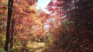 Cades Cove Indian Grave Gap Trail Fall Color Hike 10 24 24 [upl. by Ziguard]