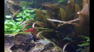 Great Beginner Plant  Cryptocoryne Axelrodi [upl. by Ajiak]