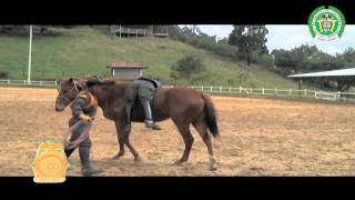 Carabineros  curso de preparadores equinos  policiadecolombia [upl. by Tavy]