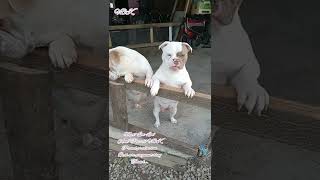 Olde English Bulldog  English Bulldog  Extreme American Bully  Exotic Merle Bulldogs [upl. by Nioe647]