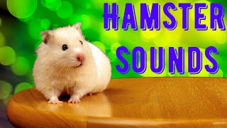 Hamster Sounds [upl. by Rollin]