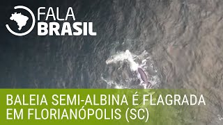 Baleia semialbina é flagrada em Florianópolis SC [upl. by Chere]