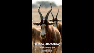 Blesbok  One Minute Wildlife Documentary shorts wildlife animals africa [upl. by Naols]