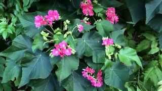 Dombeya wallichii Tropical Hydrangea Pinkball flower [upl. by Hsan]