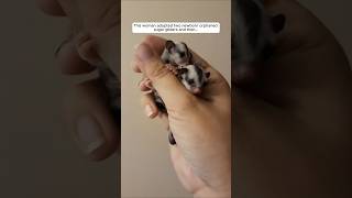 This woman adopted two newborn orphaned sugar gliders and then animalshorts shortvideo [upl. by Cusack]