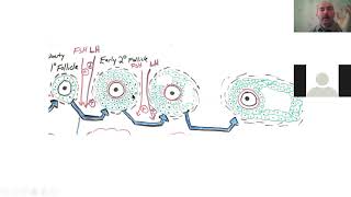 Tibbi biologiya və genetika Oogenez 2 hissə [upl. by Schild]