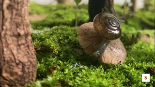 MindBlowing Facts About Snails You Never Knew [upl. by Nrev]