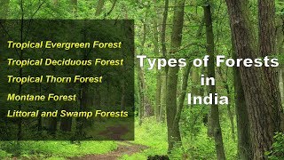 Types of Forests in India  Evergreen Deciduous Thorny Montane Littoral Swamp [upl. by Boycie]