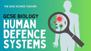 GCSE Biology Immune System  Nonspecific defence  AQA OCR Edexcel [upl. by Chow]