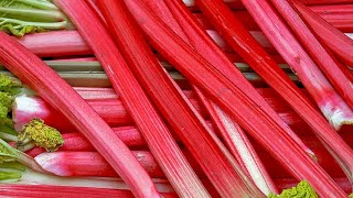 How to Plant Rhubarb Easy Growing Guide [upl. by Claudian]