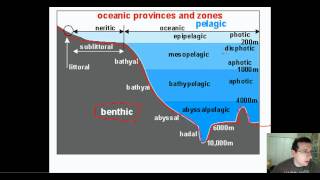 Ocean Life Part 1 Types amp Regions [upl. by Nicolea456]