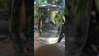 sarival fish aquarium fish fish shortsvideo shorts trending [upl. by Airekat]