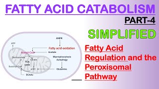 Fatty acid Catabolism Part4 [upl. by Werd]