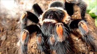 Brachypelma smithi and Brachypelma auratum comparison [upl. by Naira]