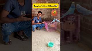 Budgies 🦜ki matki lga di🪺 petlover pigeon minivlog budgieslovers kabutar budgiesfam birds [upl. by Yerkovich]