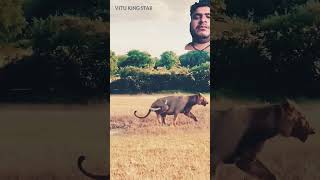 jaguar vs crocodile statusshortvideos khal nayak song [upl. by Annaegroeg]