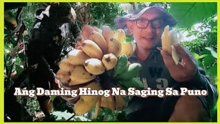 Dami Ng Hinog Na Saging Sa Puno  CARDAVA  JFCTV [upl. by Eltsyrhc]