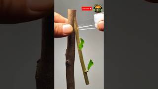 Tree branch grafting grafting branch shorts satisfying [upl. by Michel]