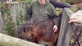 Exmoor Pony inspection and conservation grazing [upl. by Atiuqet]