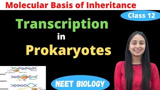 Transcription in Prokaryotes  Class 12 Genetics  NEET Biology [upl. by Yuri]