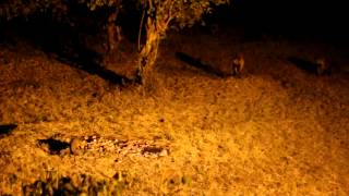 Sound of hyenas at night in the Masai Mara [upl. by Weil279]