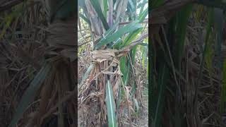 Sugarcane variety 95farming sugarcane vareity khetibadikesehotihai shortvideo [upl. by Jeffries]