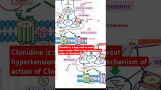 Clonidine is a drug used to treat hypertension What is the mechanism of action of Clonidine [upl. by Rosenstein]