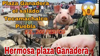 Mercado de animales EL SALADO TECAMACHALCO PUEBLA  BELLOS BORREGOS Y CERDOS [upl. by Delp]