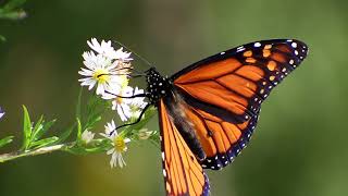 Monarch Butterfly Danaus Plexippus  Slow Motion Observations [upl. by Leunammi]