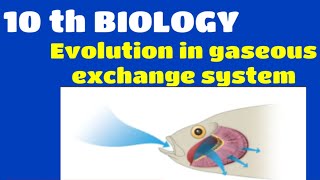 Evolution in gaseous exchange system [upl. by Querida]