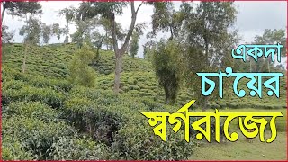 Once in the Heaven of tea ।। একদা চা’য়ের স্বর্গরাজ্যে ।। Traveler Brahmanbaria [upl. by Ecnedurp]