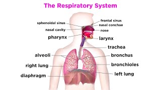 The Respiratory System [upl. by Shotton]