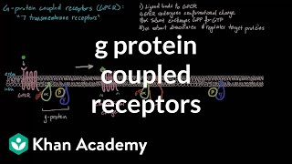 G Protein Coupled Receptors  Nervous system physiology  NCLEXRN  Khan Academy [upl. by Jacki]