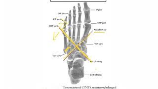 Tarsometatarsal Joint ANKLE FOOT COMPLEX [upl. by Salas]