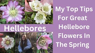 Hellebores  Tips On How To Look After Your Garden Hellebore Plants [upl. by Onaivatco]