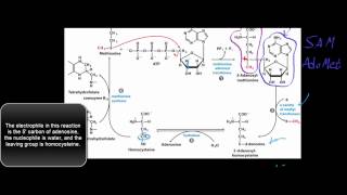 Biochemistry  The SAM Cycle SAdenosylmethionine Cycle [upl. by Cartie]